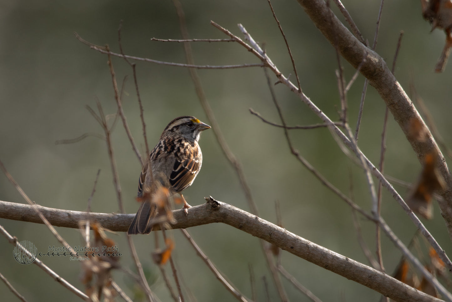 White-Throated Sparrow