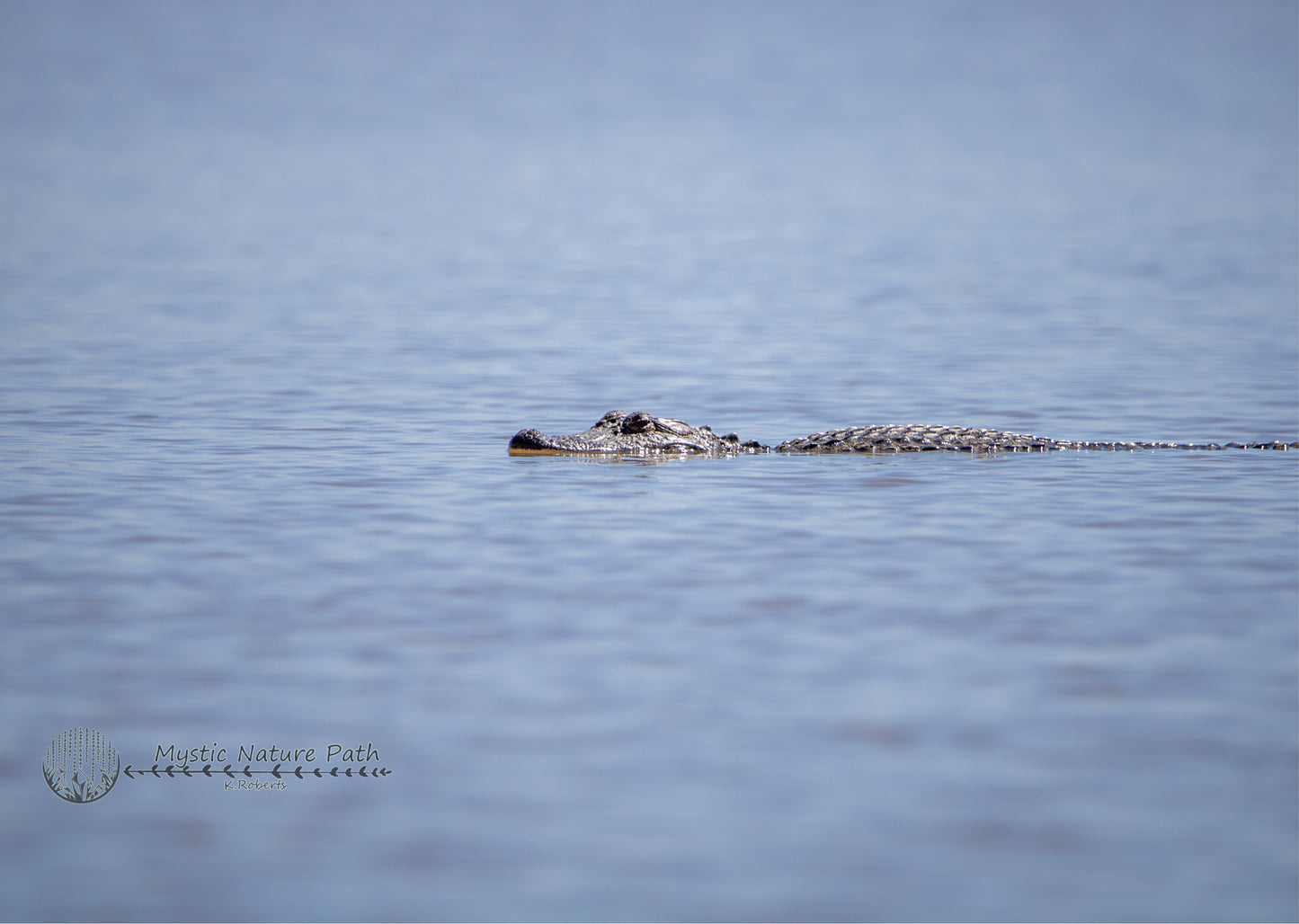 American Alligator