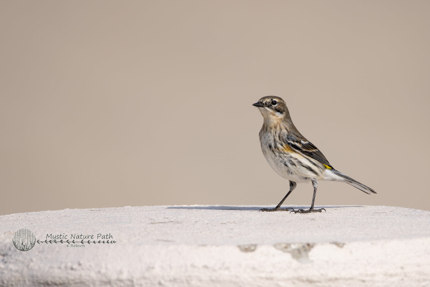 Yellow-Rumped Warbler