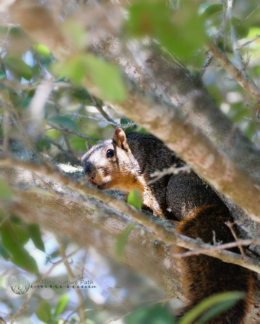 Fox Squirrel