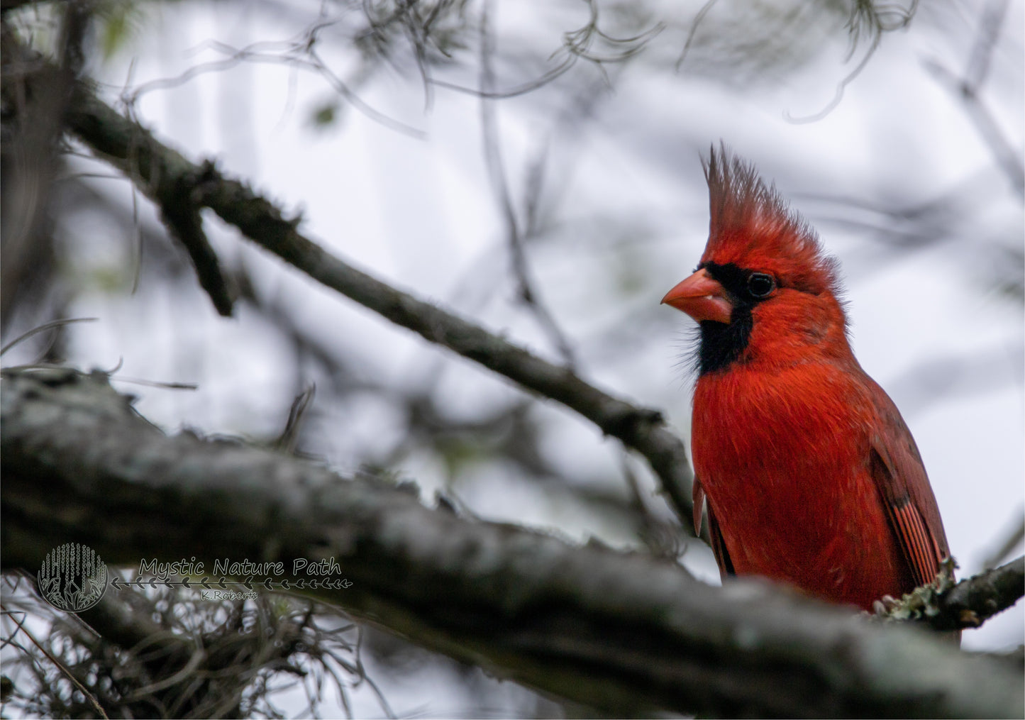 Northern Cardinal