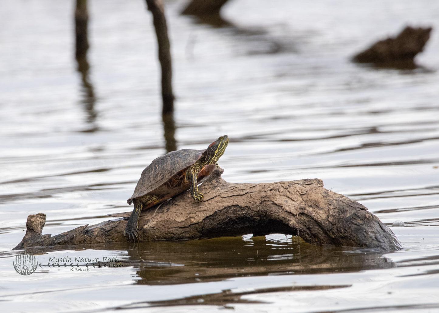 Red-Eared Slider