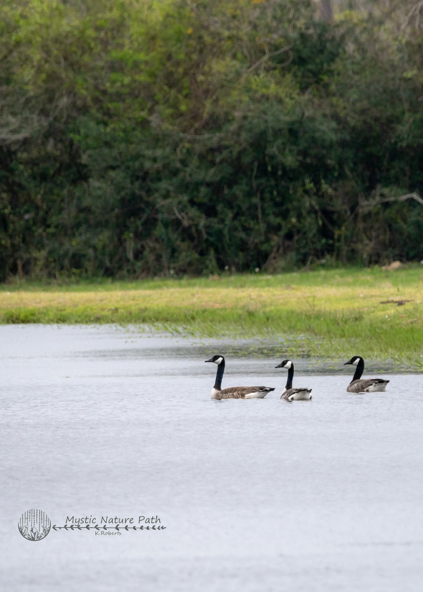 Canada Geese