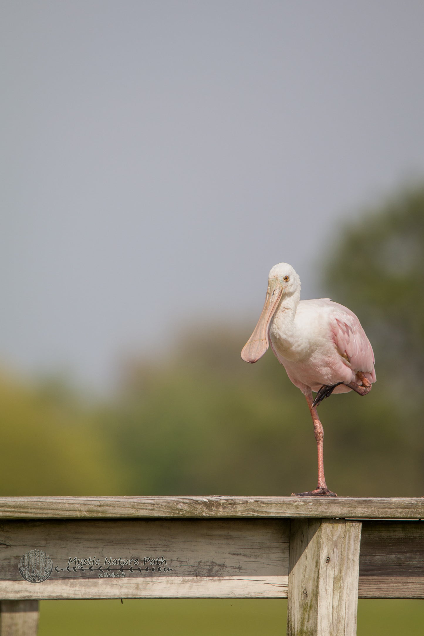 Roseate Spoonbill