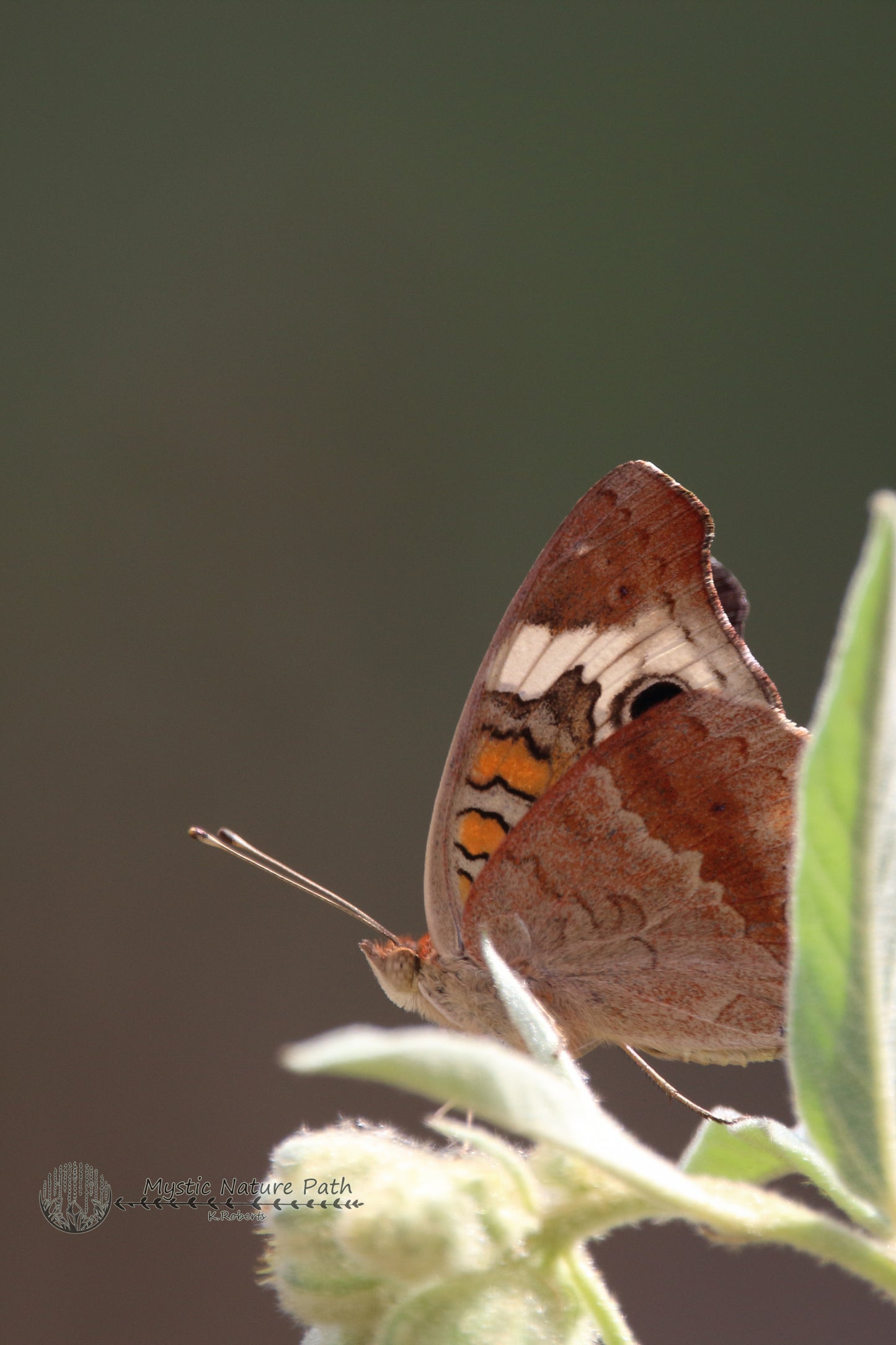 Common Buckeye