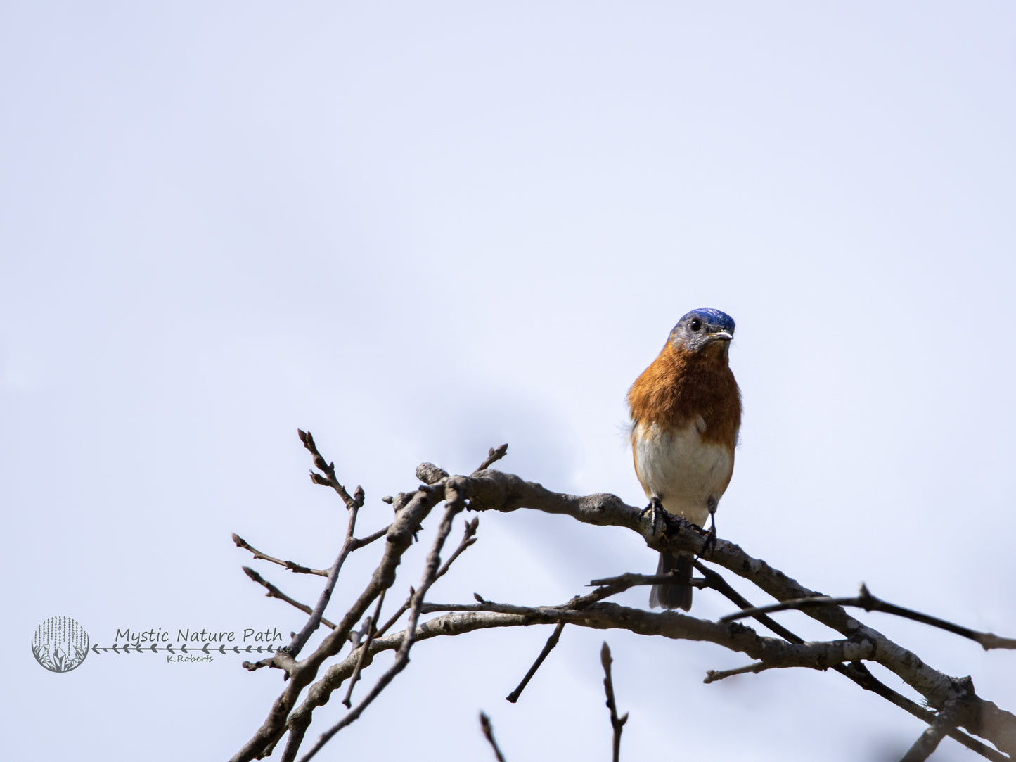 Eastern Bluebird