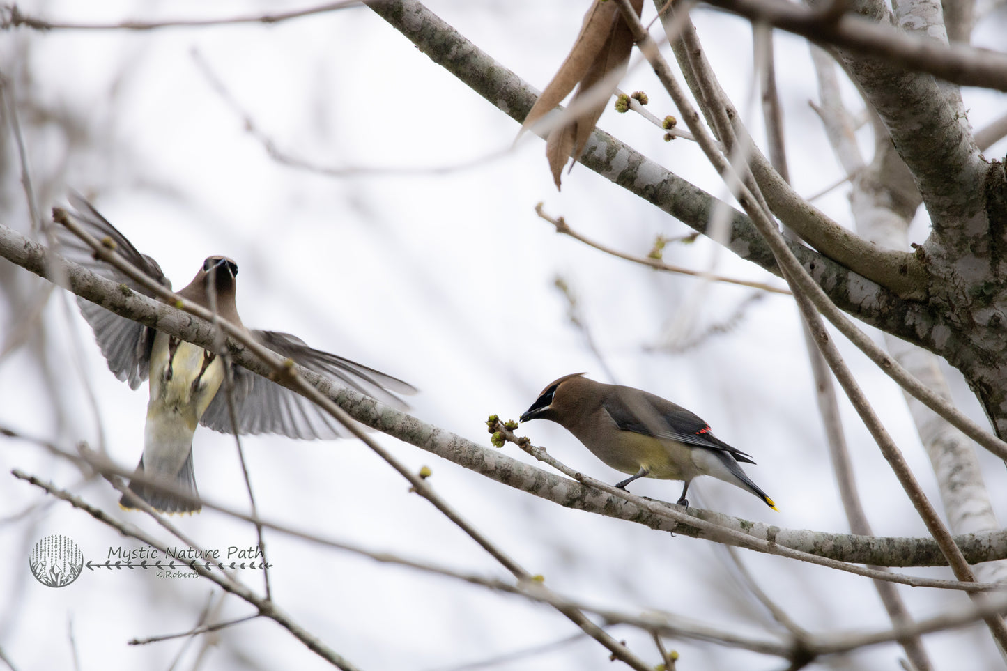 Cedar Waxwing