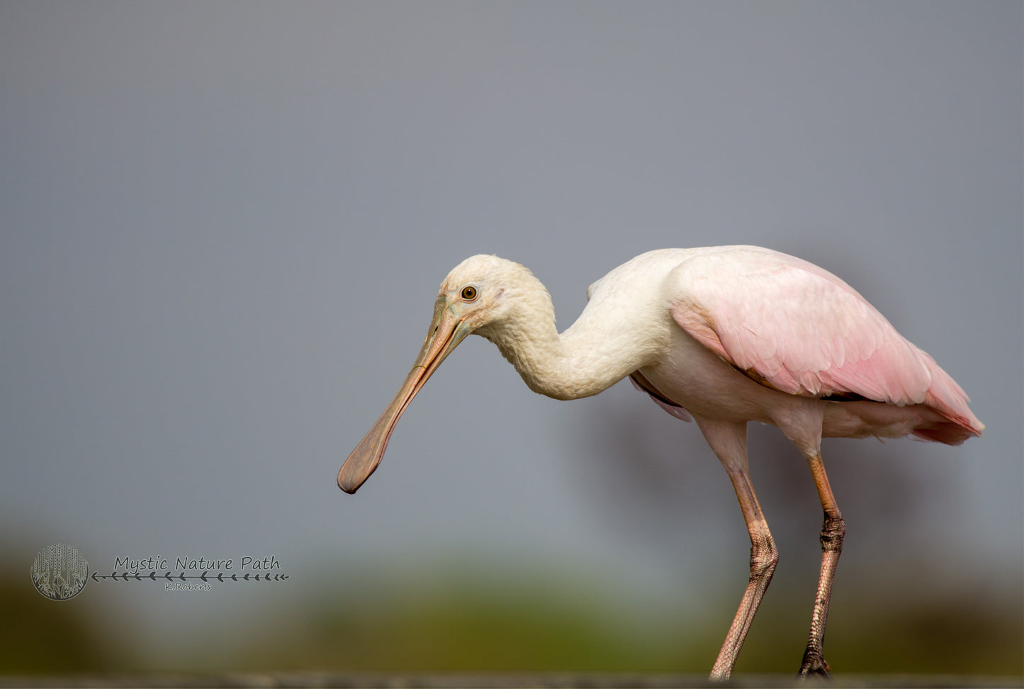 Roseate Spoonbill