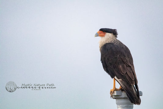 Crested Caracara