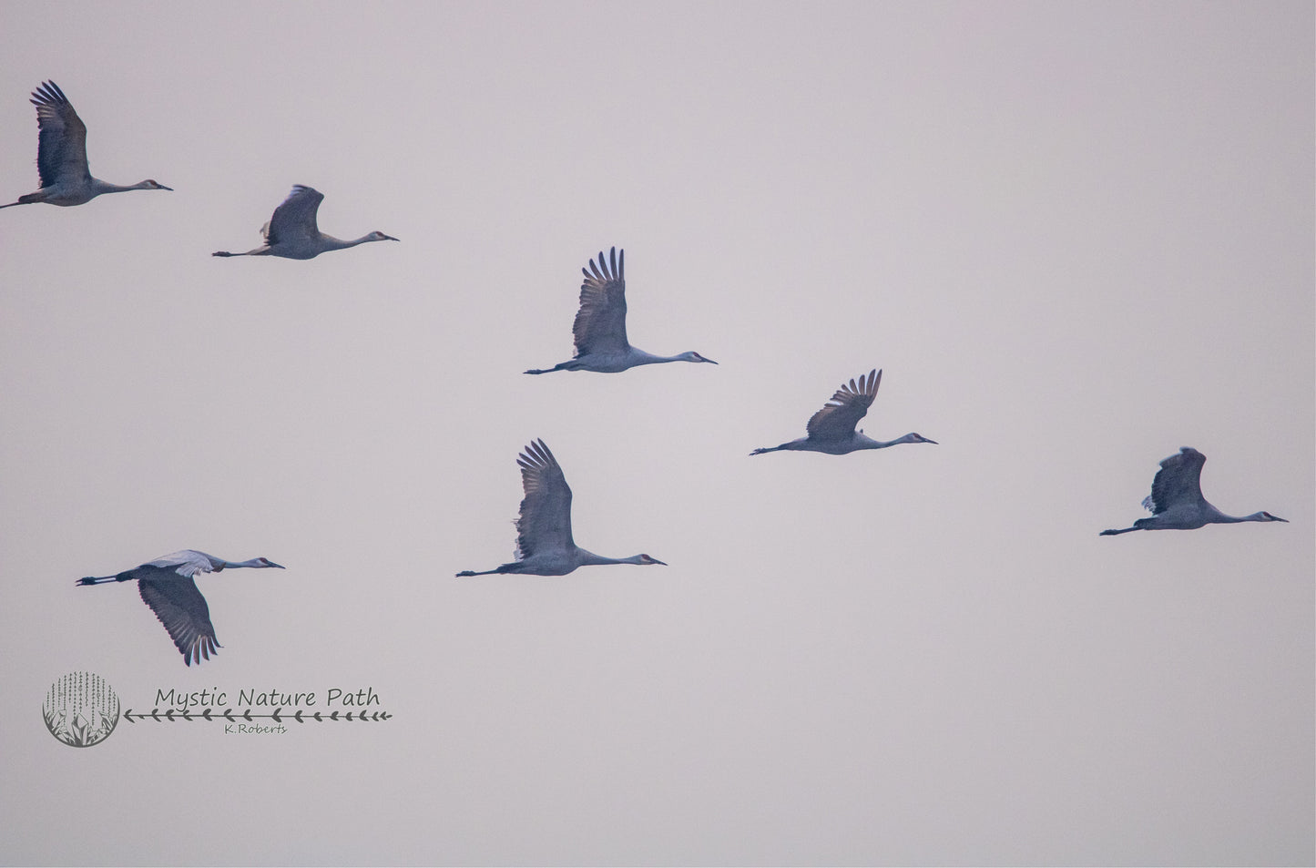 Sandhill Cranes