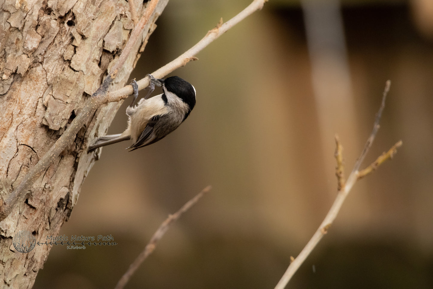 Chickadee