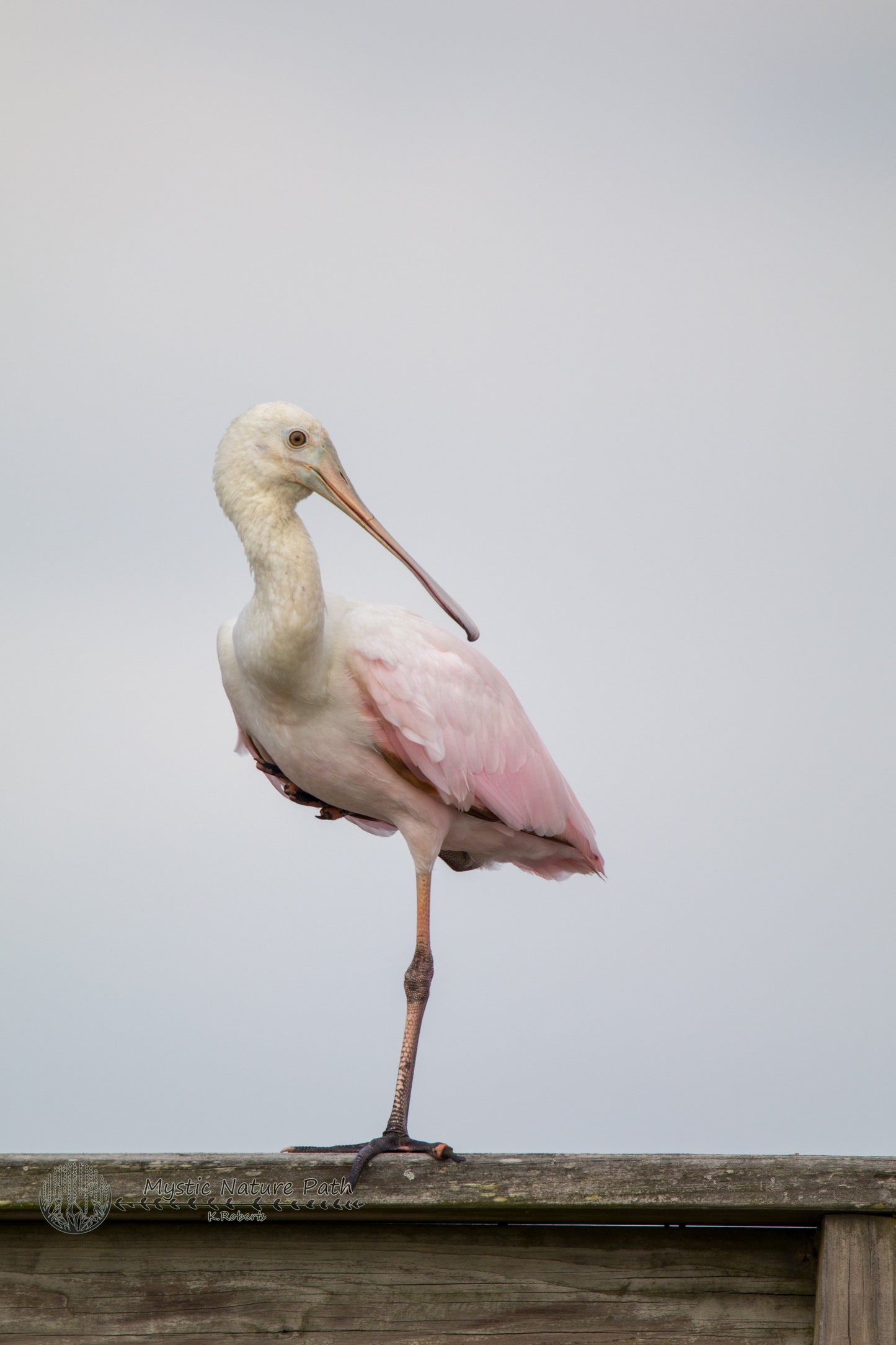 Roseate Spoonbill