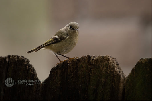 Ruby-Crowned Kinglet