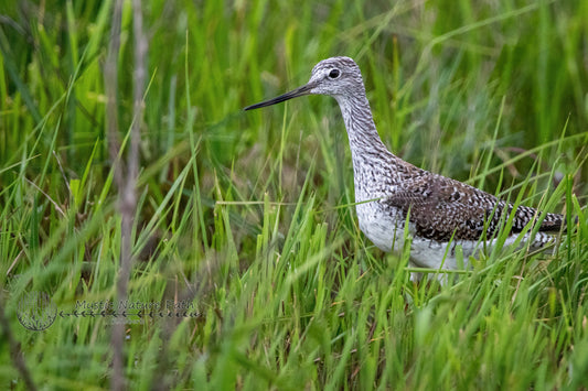 Greater Yellowlegs