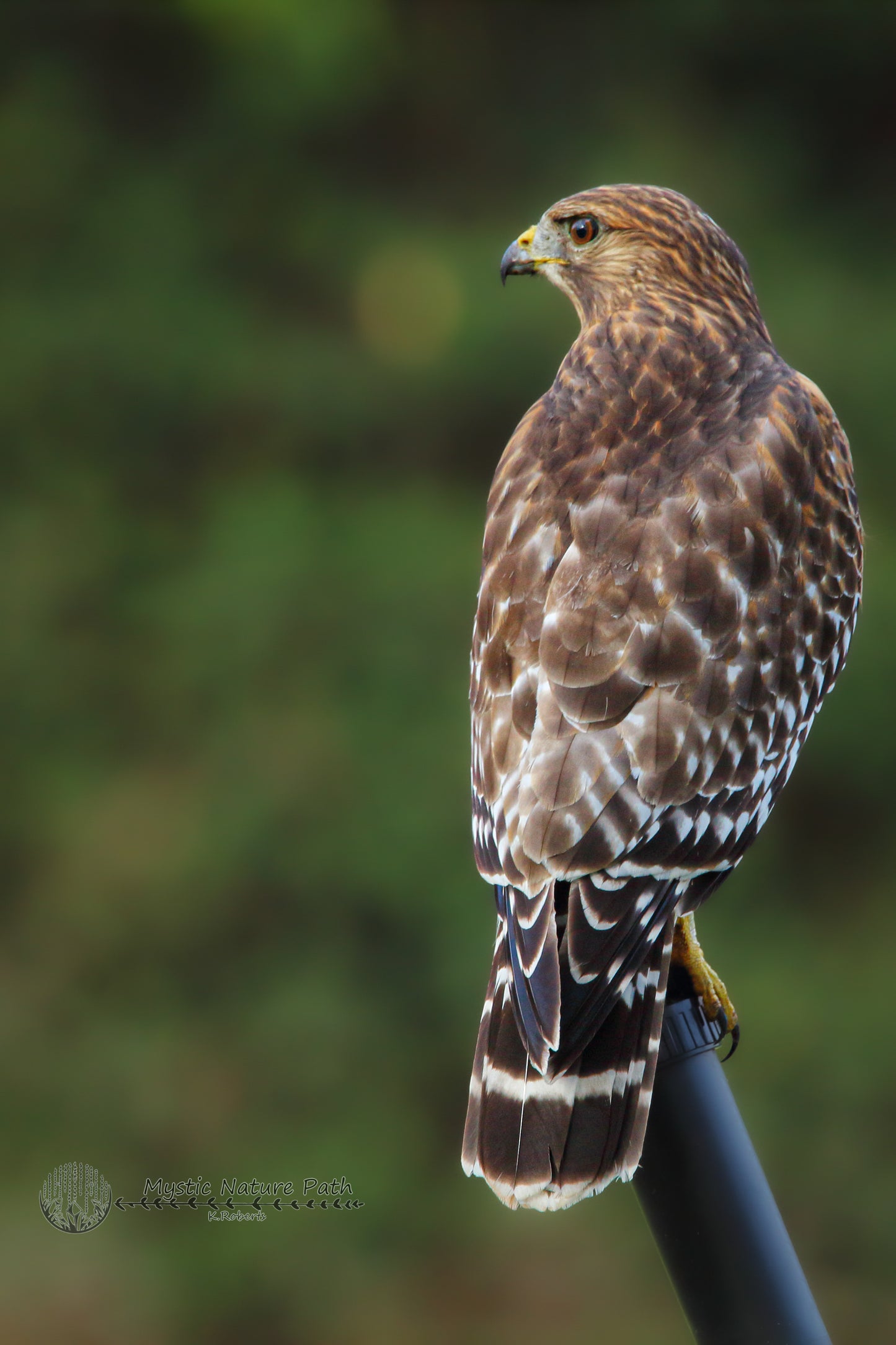 Red-Shouldered Hawk