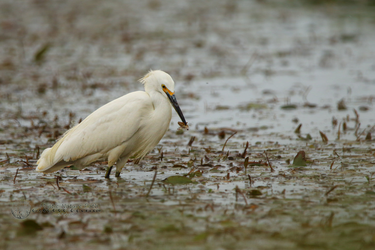 Snowy Egret