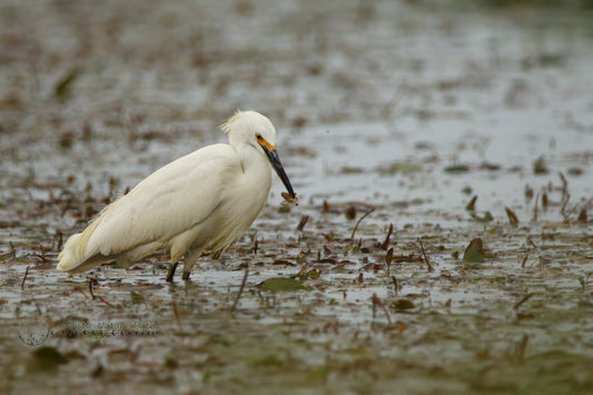 Snowy Egret