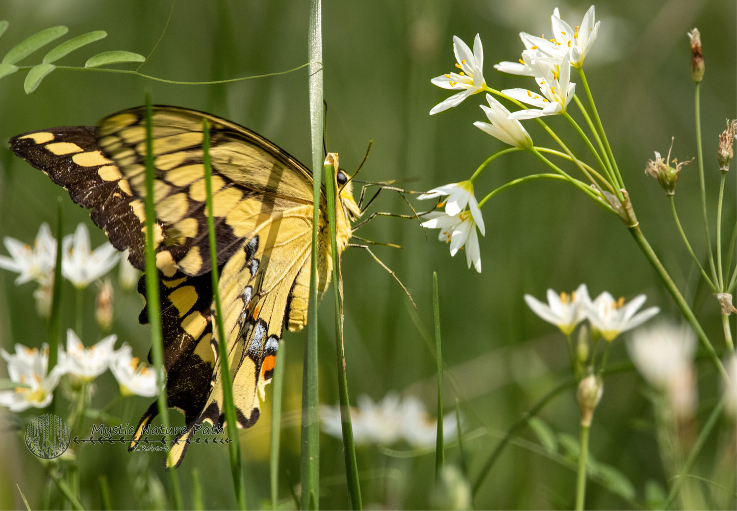 Giant Swallowtail