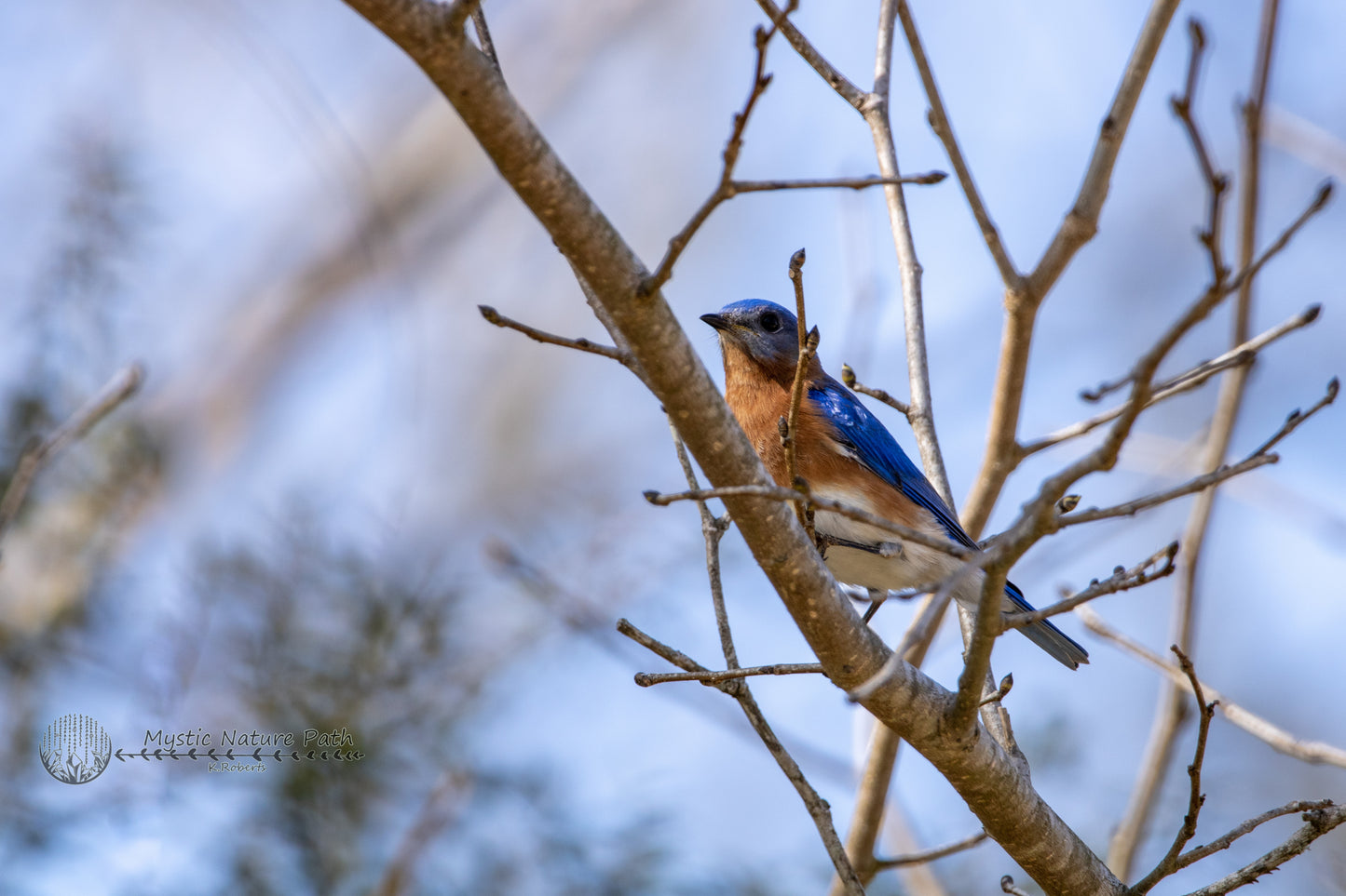 Eastern Bluebird