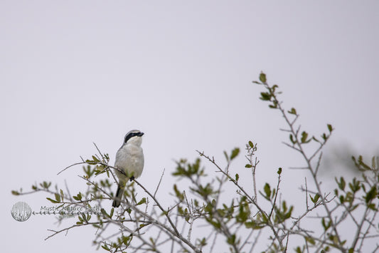 Loggerhead Shrike