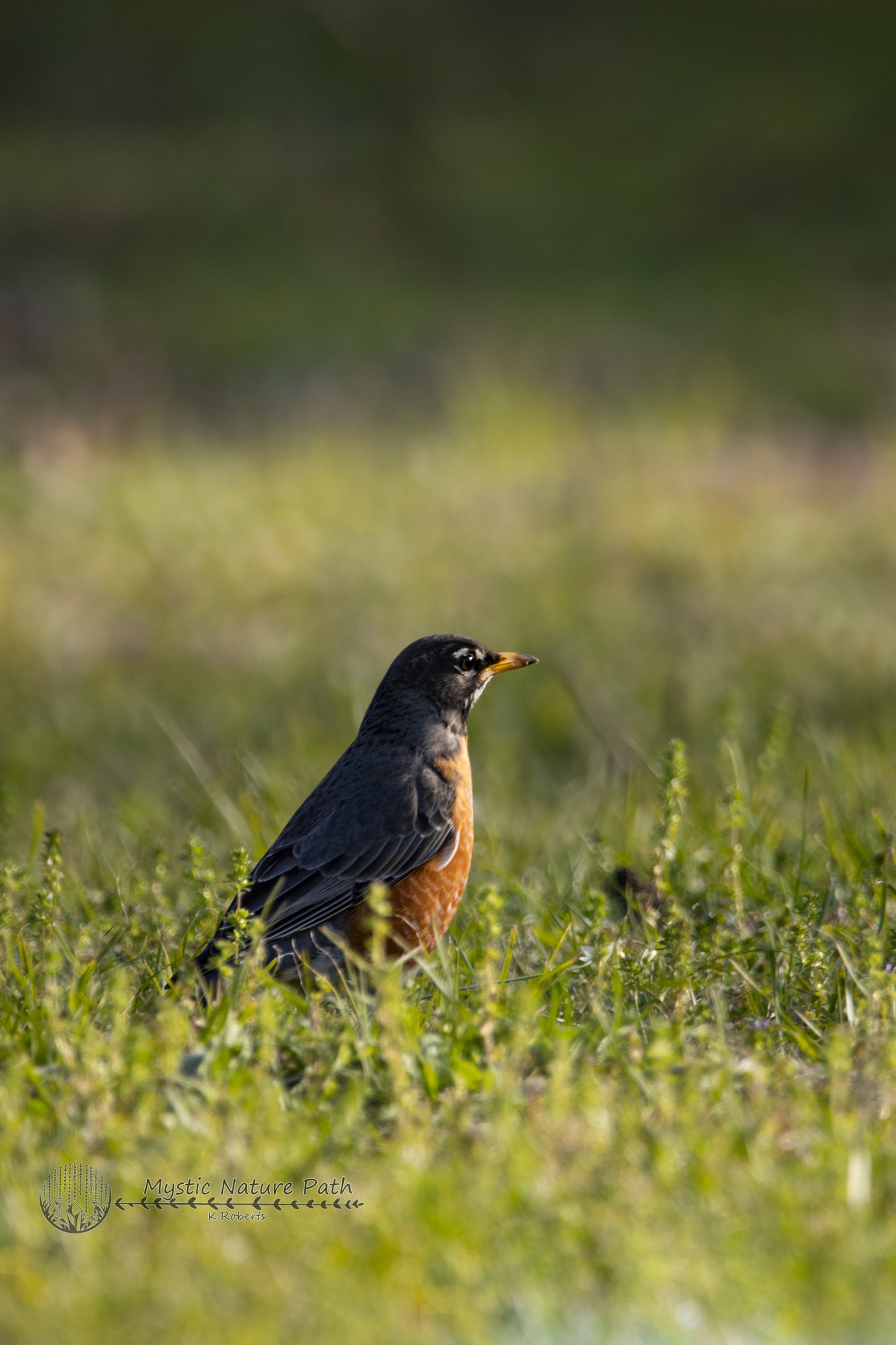 American Robin