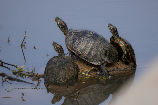 Red-Eared Slider