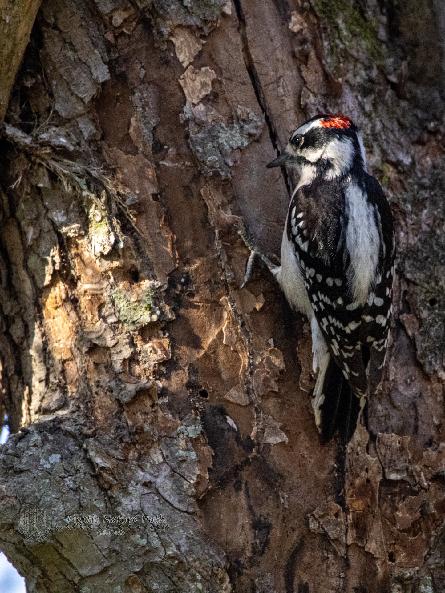 Downy Woodpecker