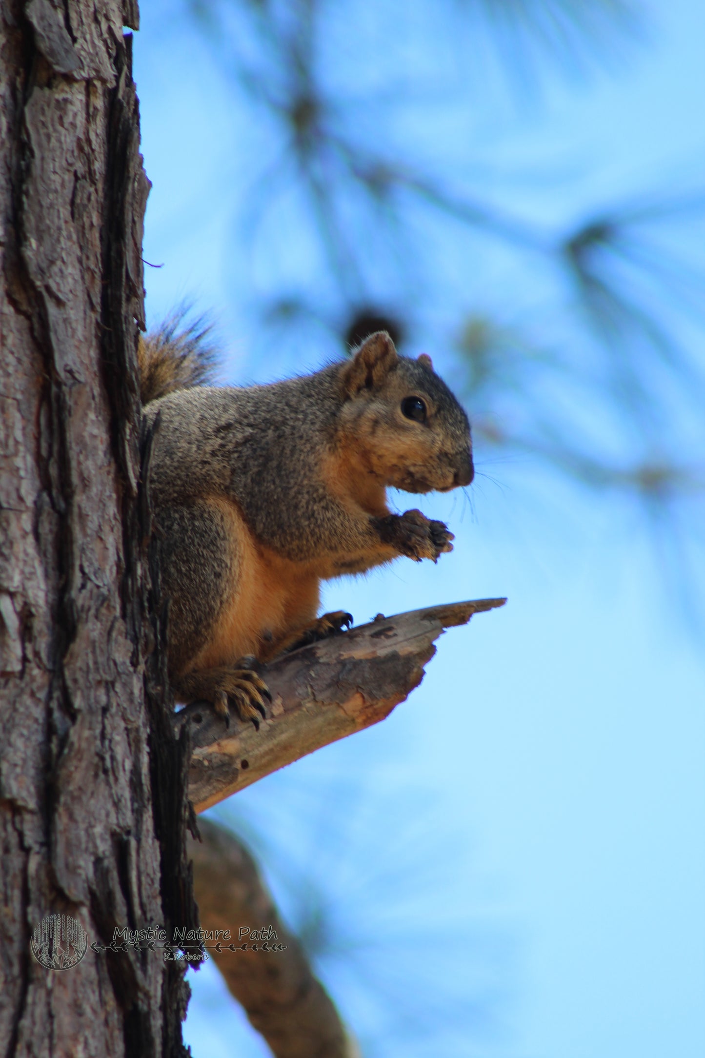 Fox Squirrel